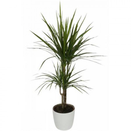 drácena marginata  $7.000